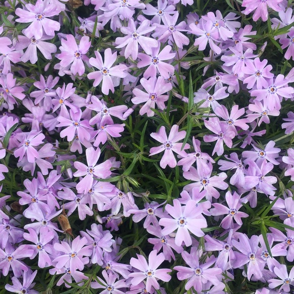 Meet your Posher, Lauren - Picture 1 of 1